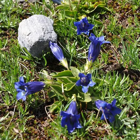 Les Barmes Apartman *