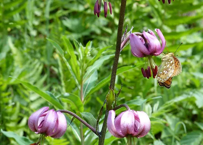 Apartment Les Barmes *
