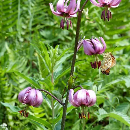 아파트 Les Barmes *